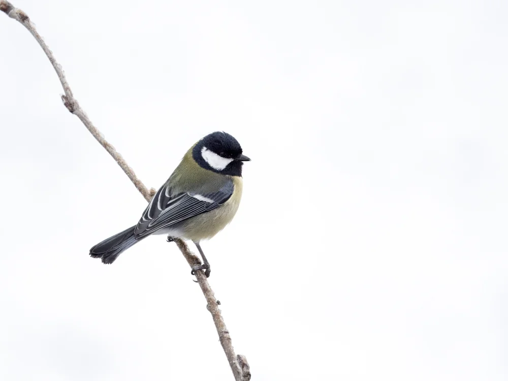 Graurückenmeise (Parus cinerascens)