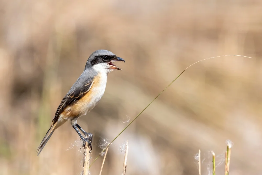 Graurückenwürger (Lanius tephronotus)