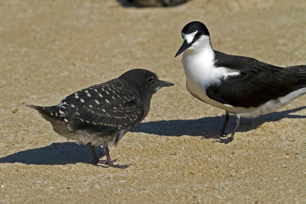 Graurüppelseeschwalbe (Onychoprion fuscatus)