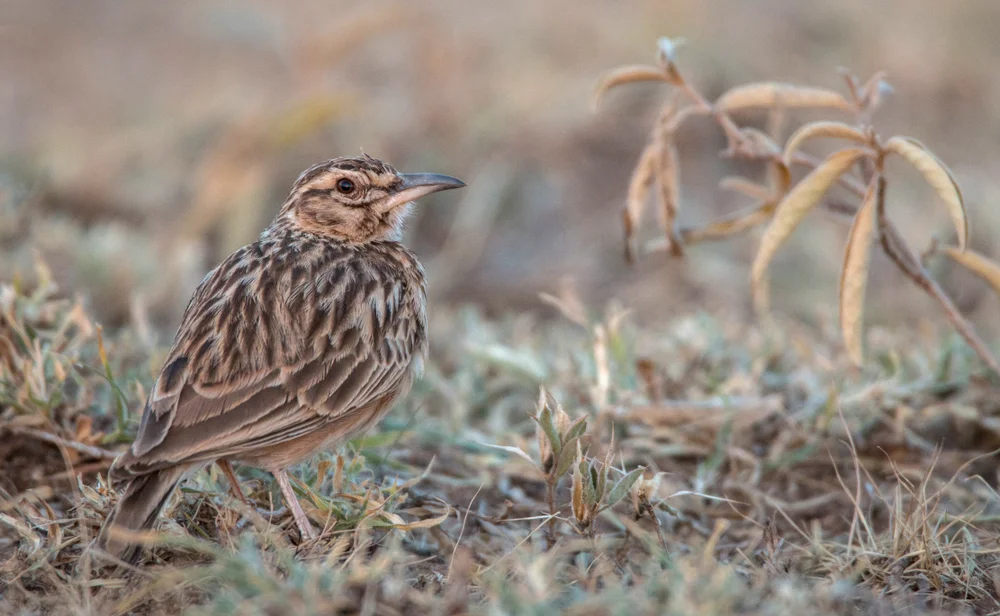 Grauschnabel-Schmätzer (Spizixos semitorques)