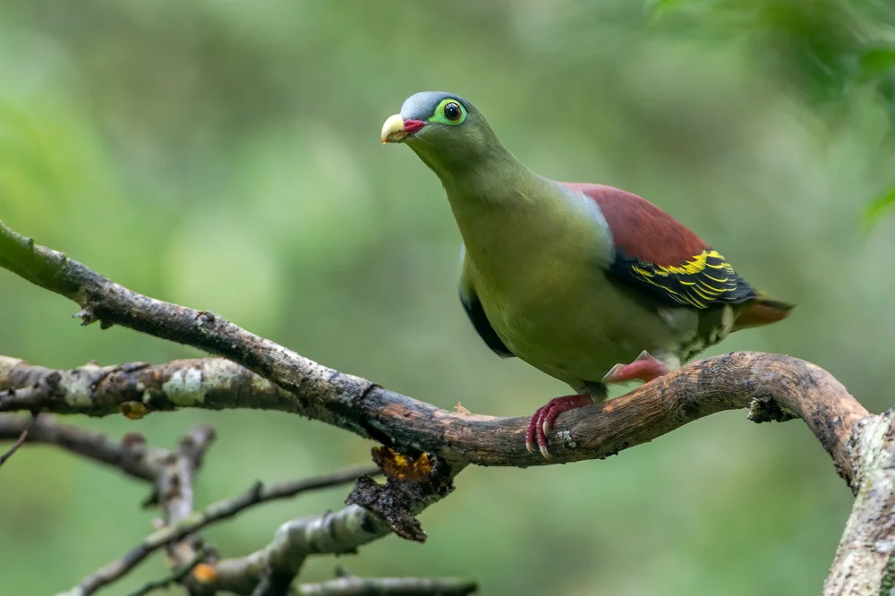 Grauschwanz-Grüntaube (Treron griseicauda)