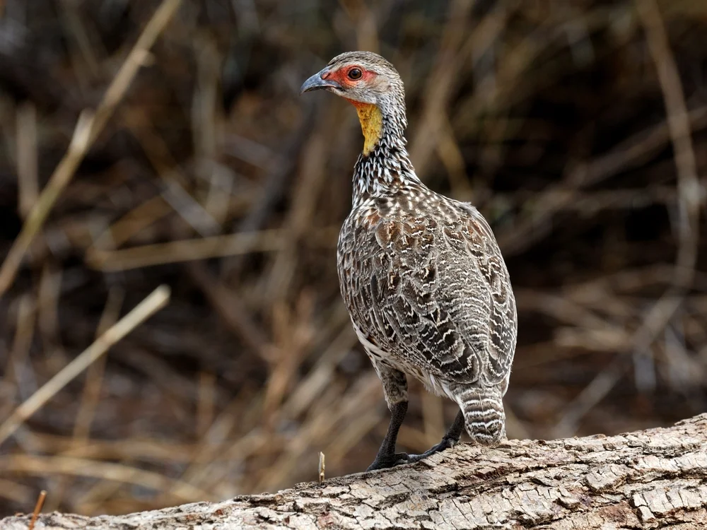 Graustreifenfrankolin (Pternistis erckelii)