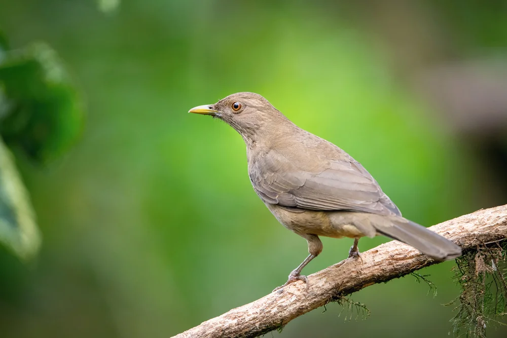 Grays Drossel (Turdus grayi)