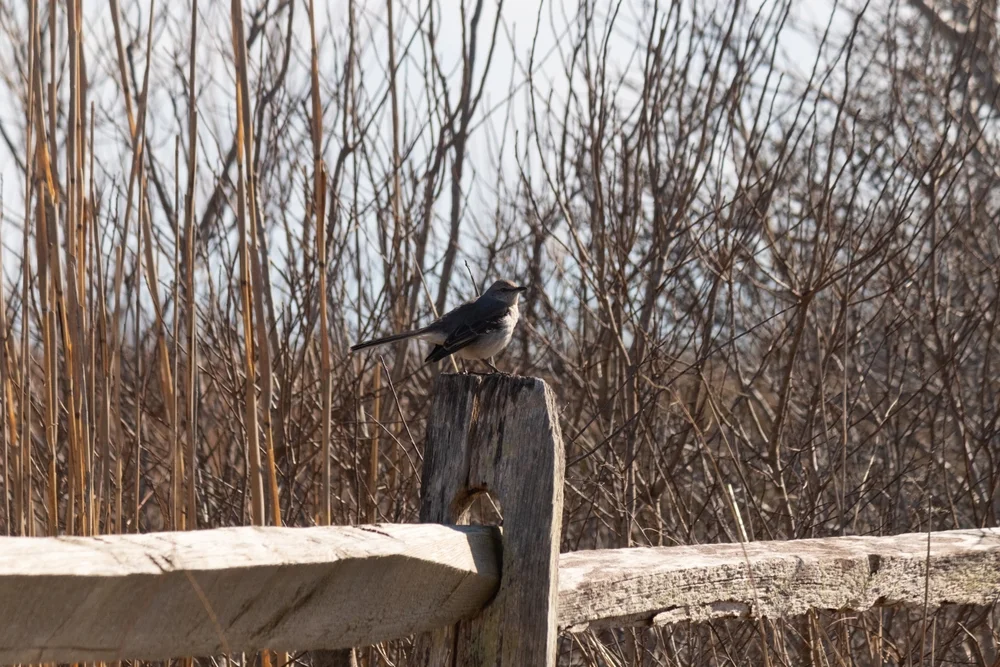 Graysons Spottdrossel (Mimus graysoni)