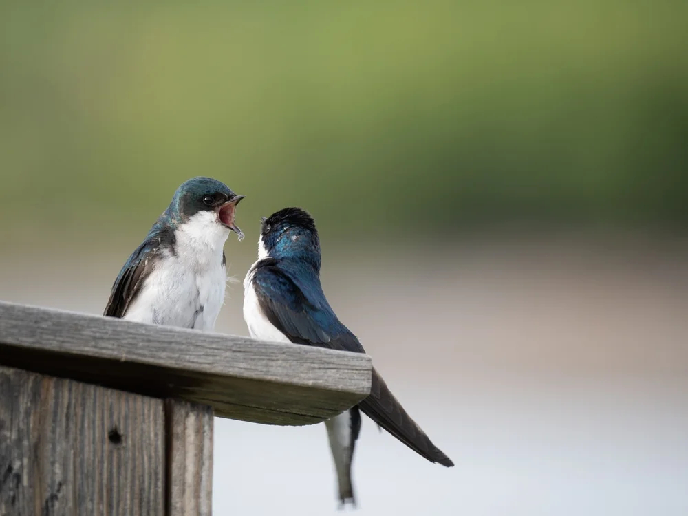 Great Woodswallow (Artamus maximus)