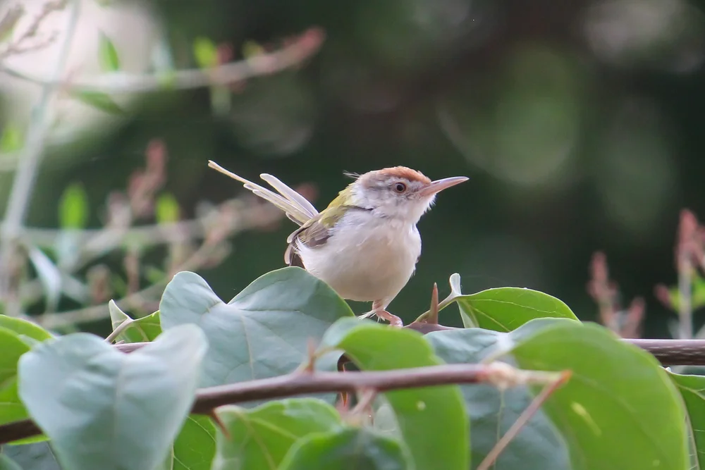 Green-backed Sparrow (Arremonops chloronotus)