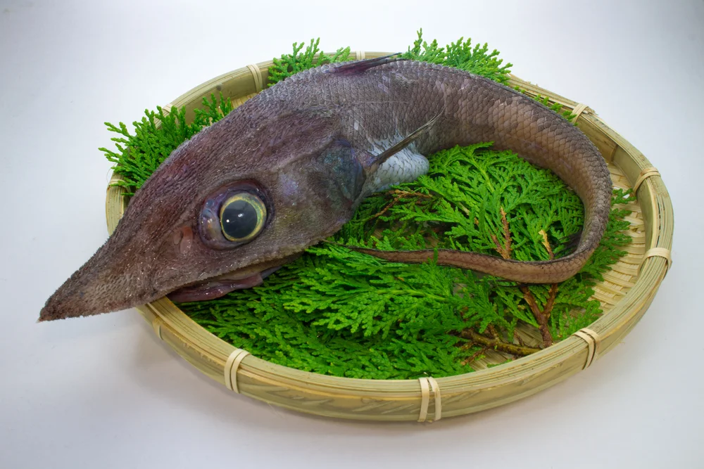 Grenadierfische (Macrouridae)