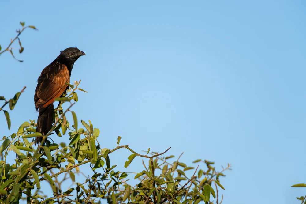 Grills Schopfkuckuck (Centropus grillii)