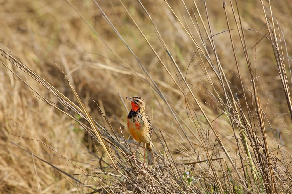 Grimwoods Sumpfhühnchen (Macronyx grimwoodi)