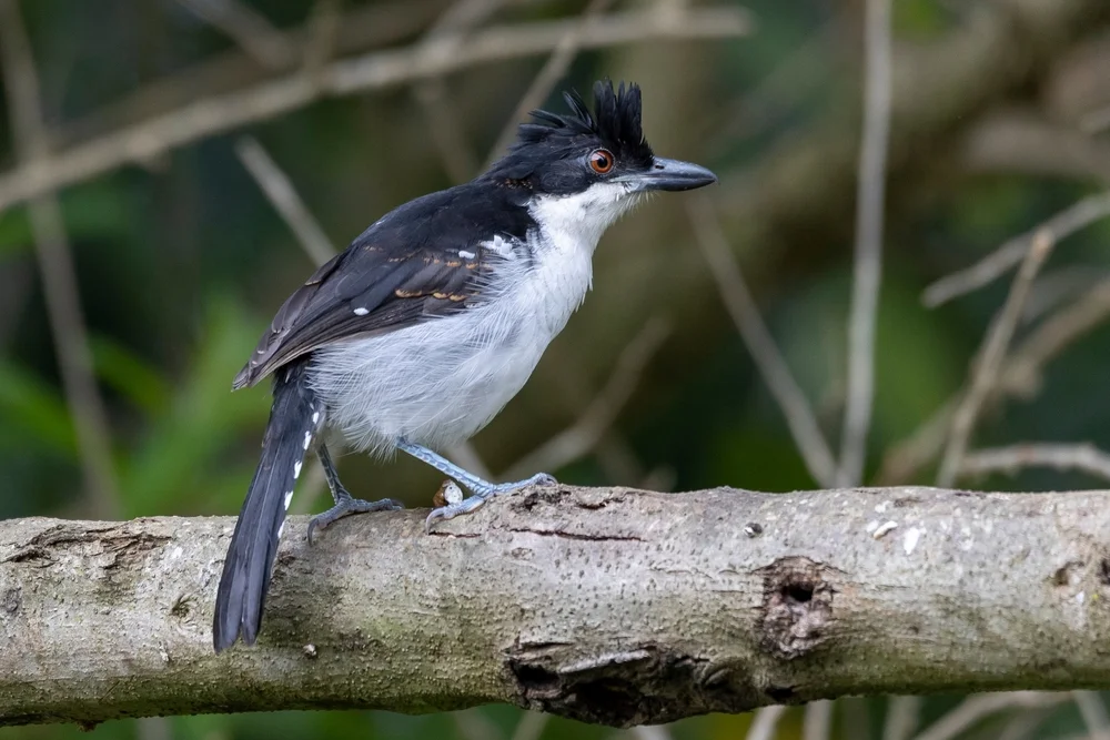 Große Brillen-Drossel (Taraba major)