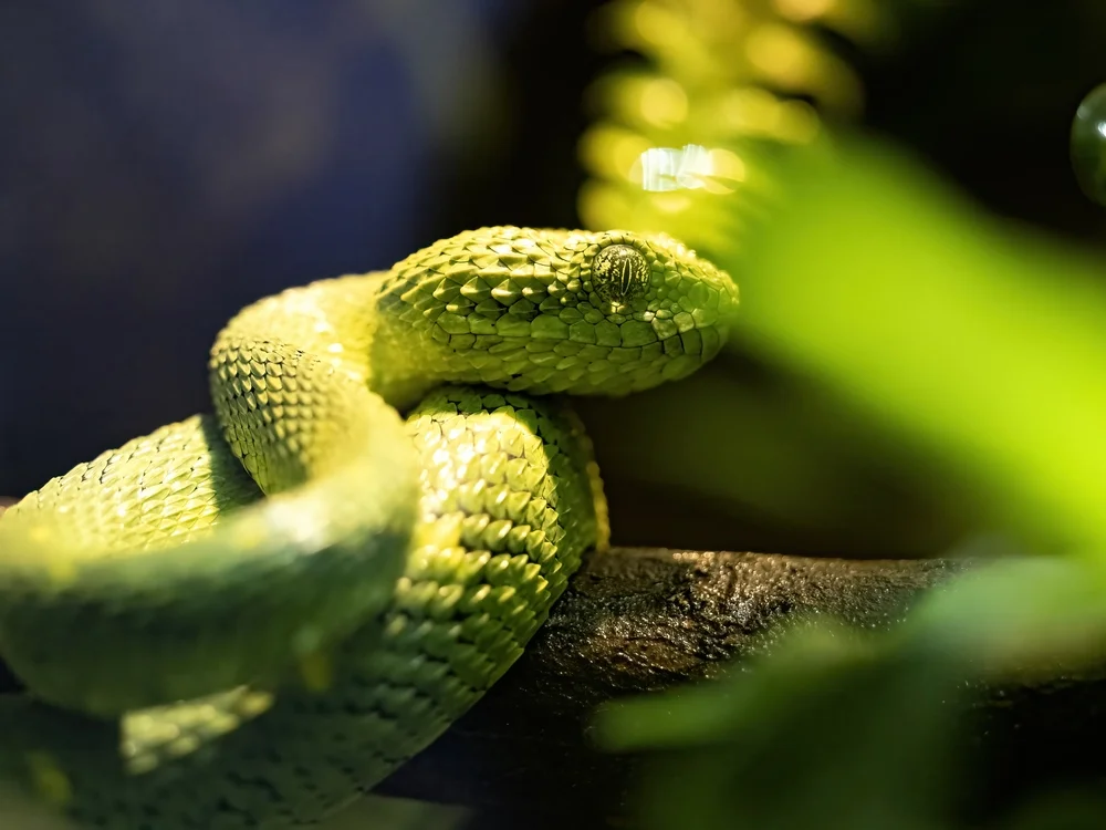 Große Buschviper (Atheris nitschei)