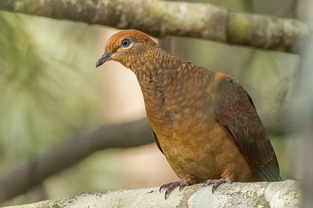 Große Fruchttaube (Macropygia magna)