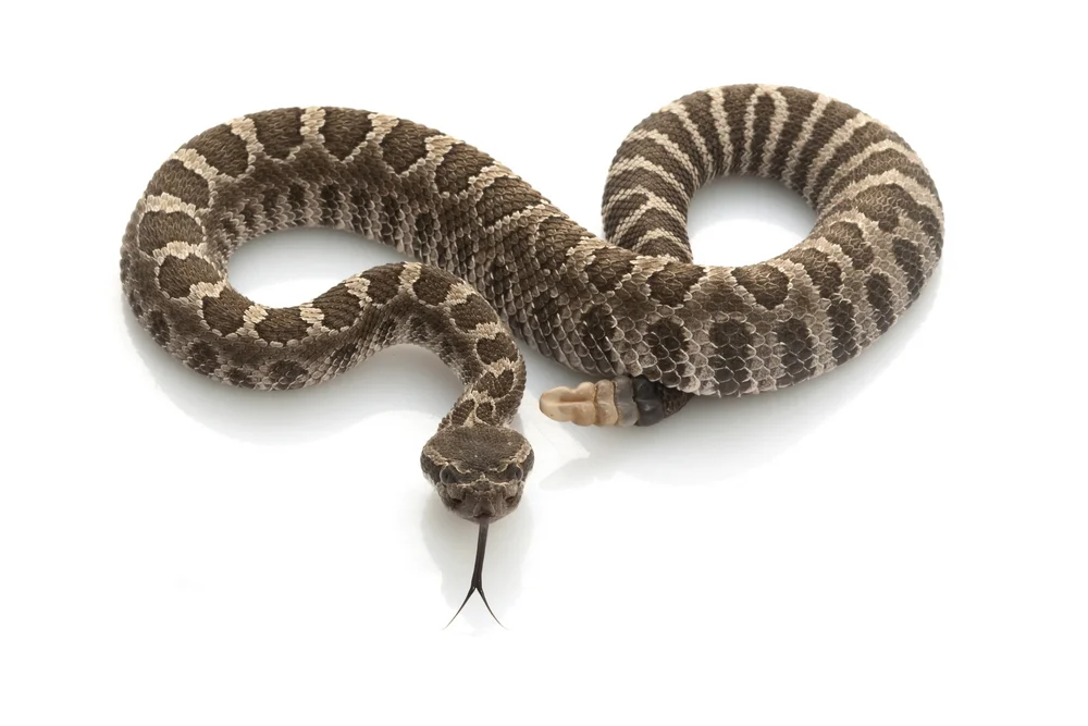 Große Klapperschlange (Crotalus oreganus lutosus)