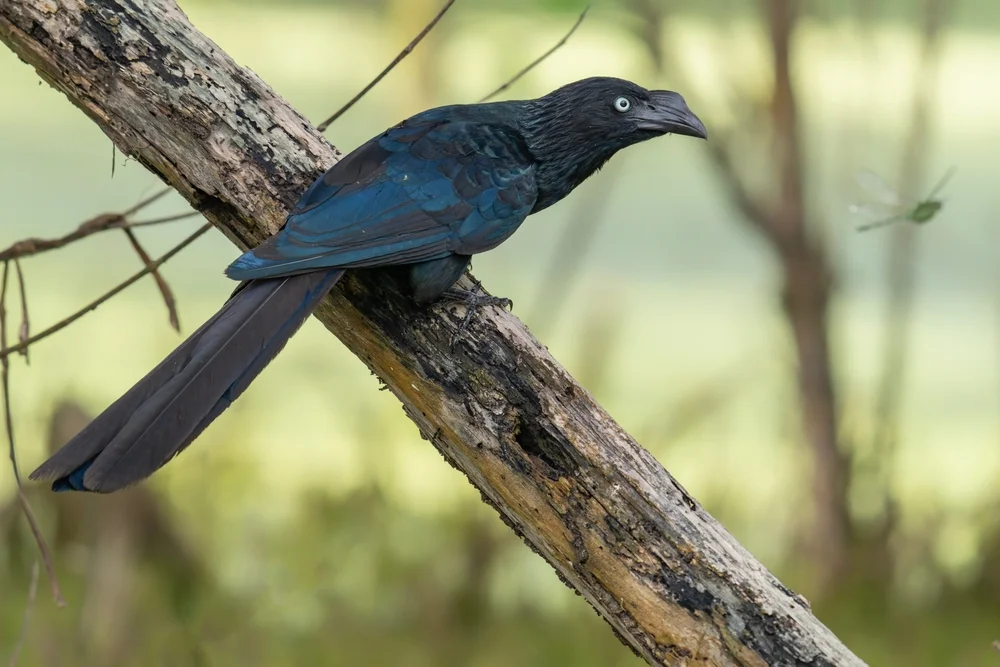 Große Schlangenkrähe (Crotophaga major)