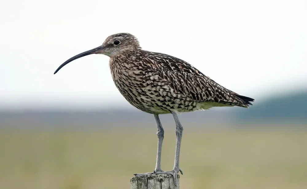 Großer Brachvogel (Numenius arquata)