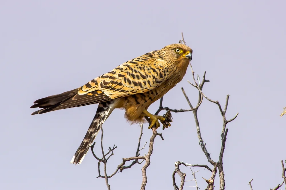 Großer Felsenfalke (Falco rupicoloides)