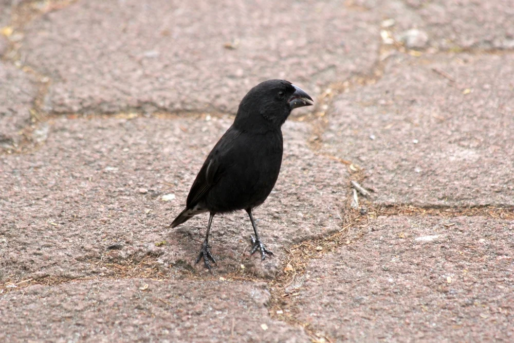 Großer Grundfink (Geospiza fortis)