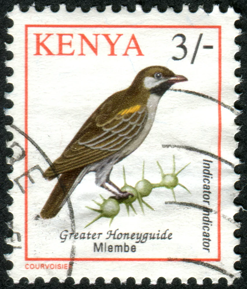 Großer Honiganzeiger (Indicator indicator)