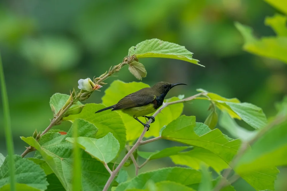 Großer Honigfresser (Lichmera incana)