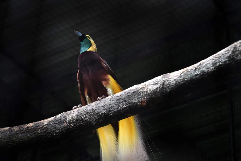 Großer Paradiesvogel (Paradisaea apcda)