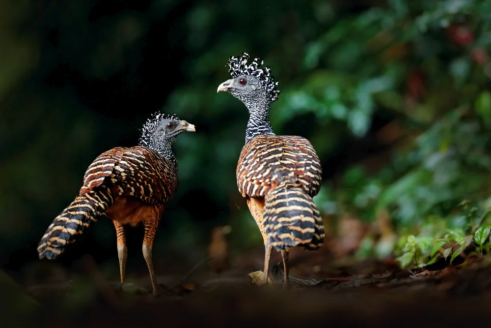 Großer Rotrückenhockoko (Crax rubra)
