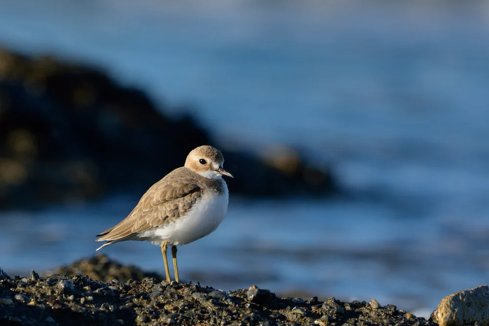 Großer Sandregenpfeifer (Charadrius leschenaultii)