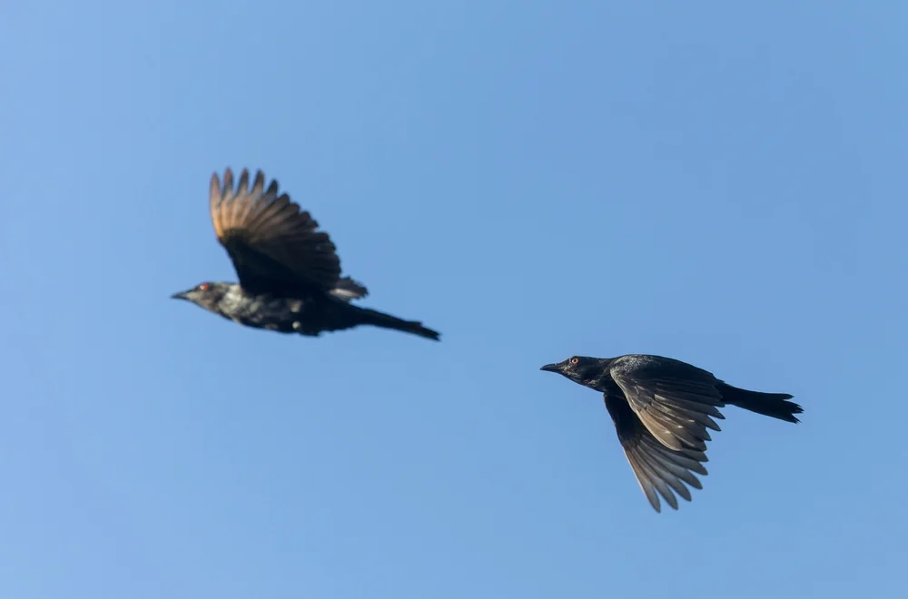 Großer Stare (Aplonis grandis)