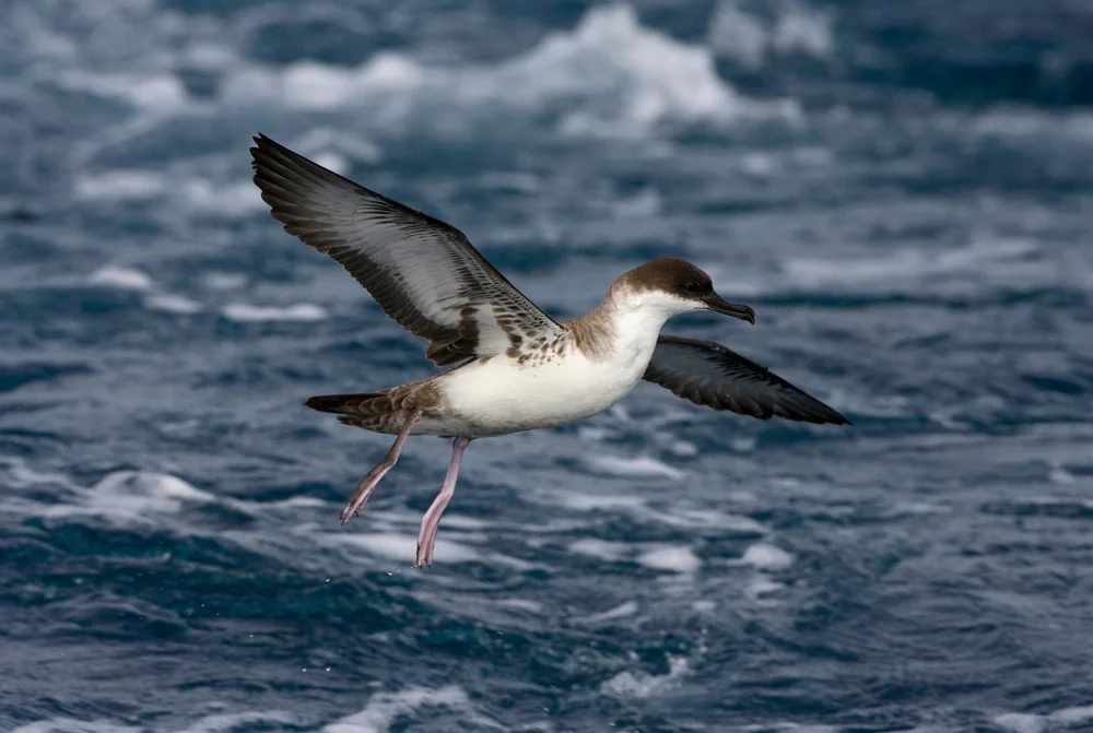 Großer Sturmtaucher