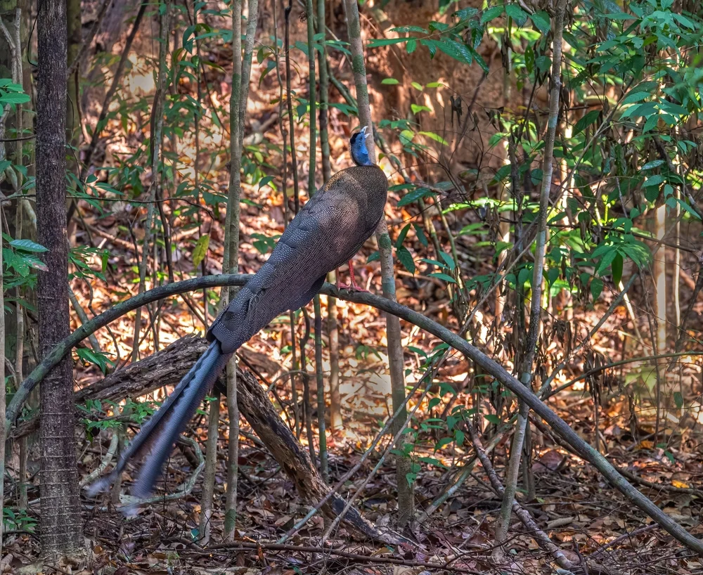Großes Argusfasan (Argusianus argus argus)