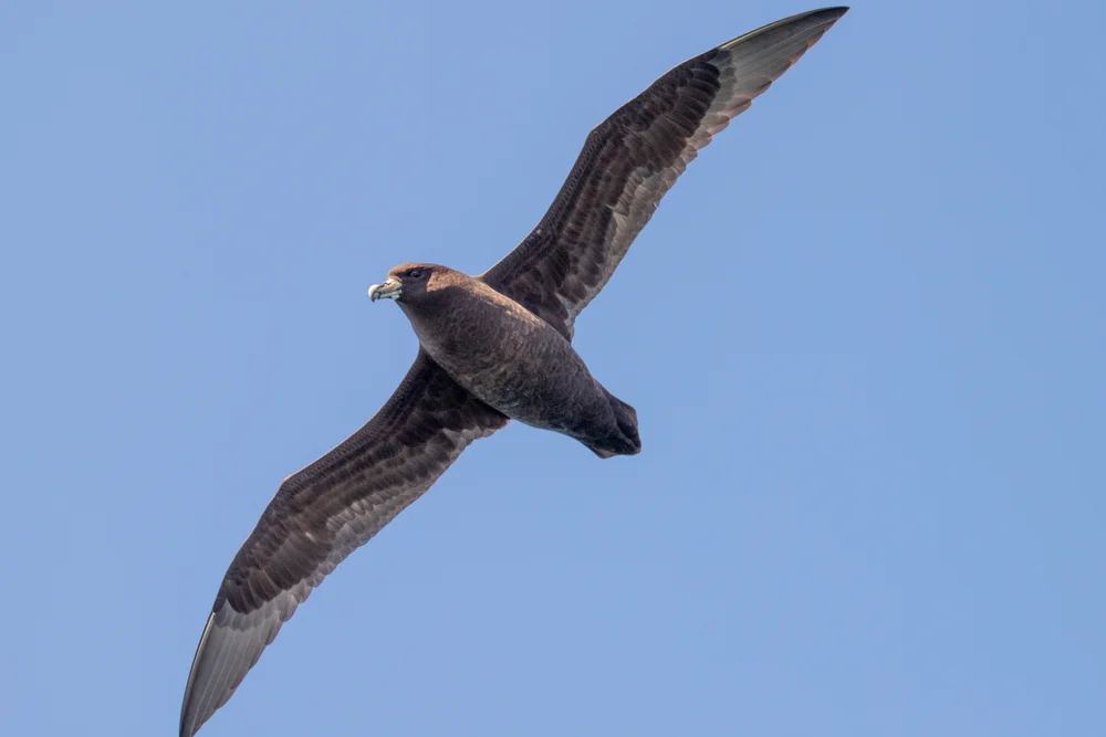 Großflügel-Sturmvogel (Pterodroma macroptera)