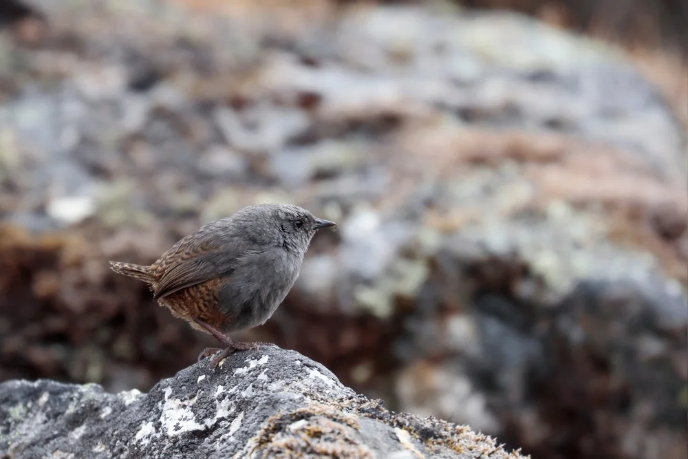 Großfuß-Tapaculo (Scytalopus magellanicus)