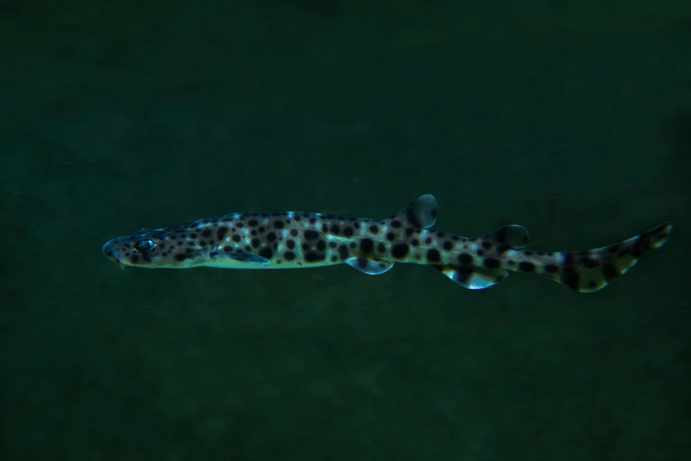 Großgefleckter Katzenhai