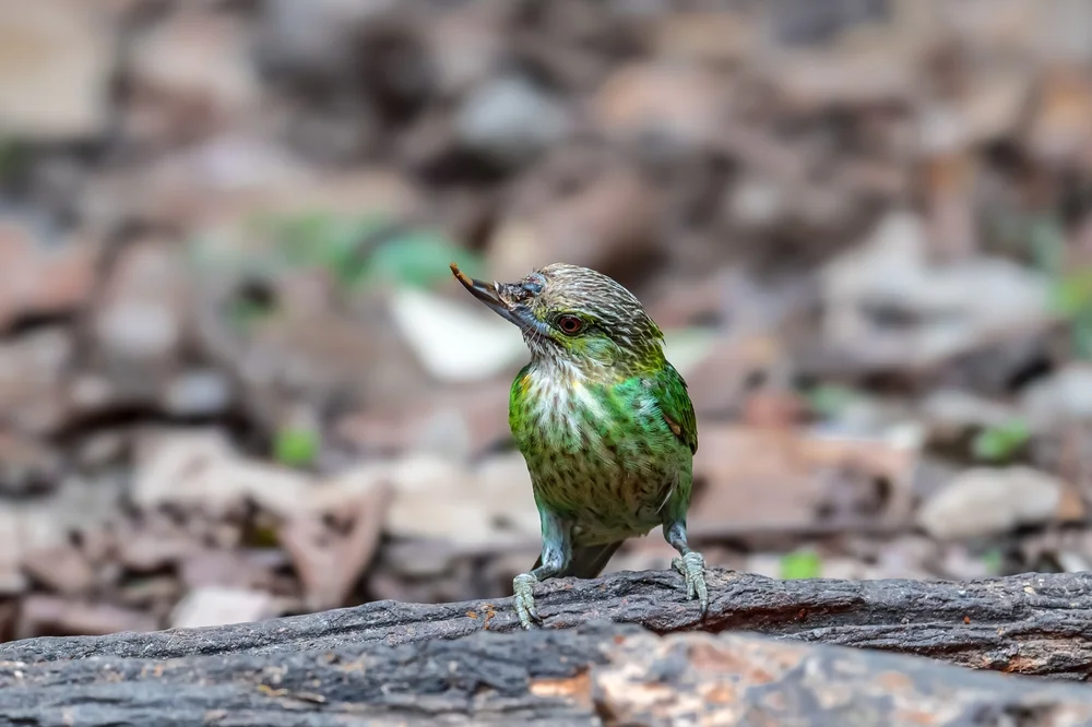Großkopf-Fledermausaal (Buccanodon duchaillui)