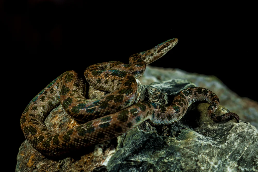 Großlippige Bambusotter (Trimeresurus labialis)