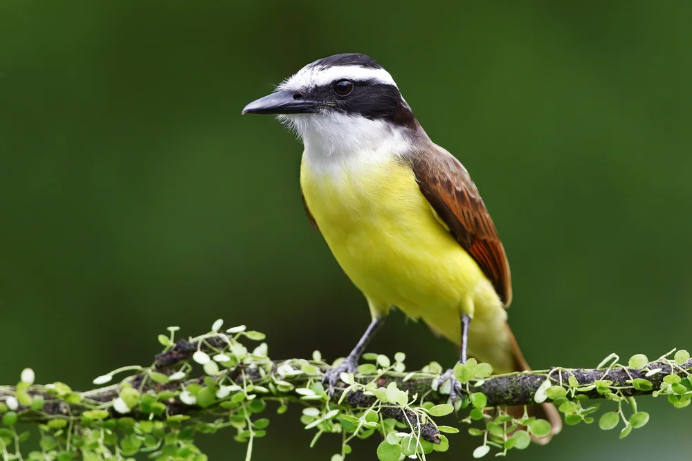 Großschnabel-Bienenfresser (Pitangus sulphuratus)