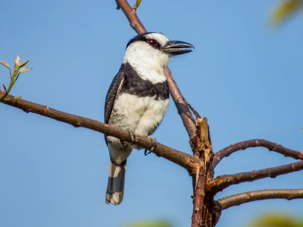 Großschnabel-Nasenbär (Notharchus macrorhynchos)