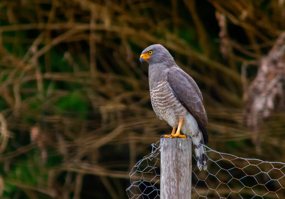 Großschnabelbussard (Rupornis magnirostris)