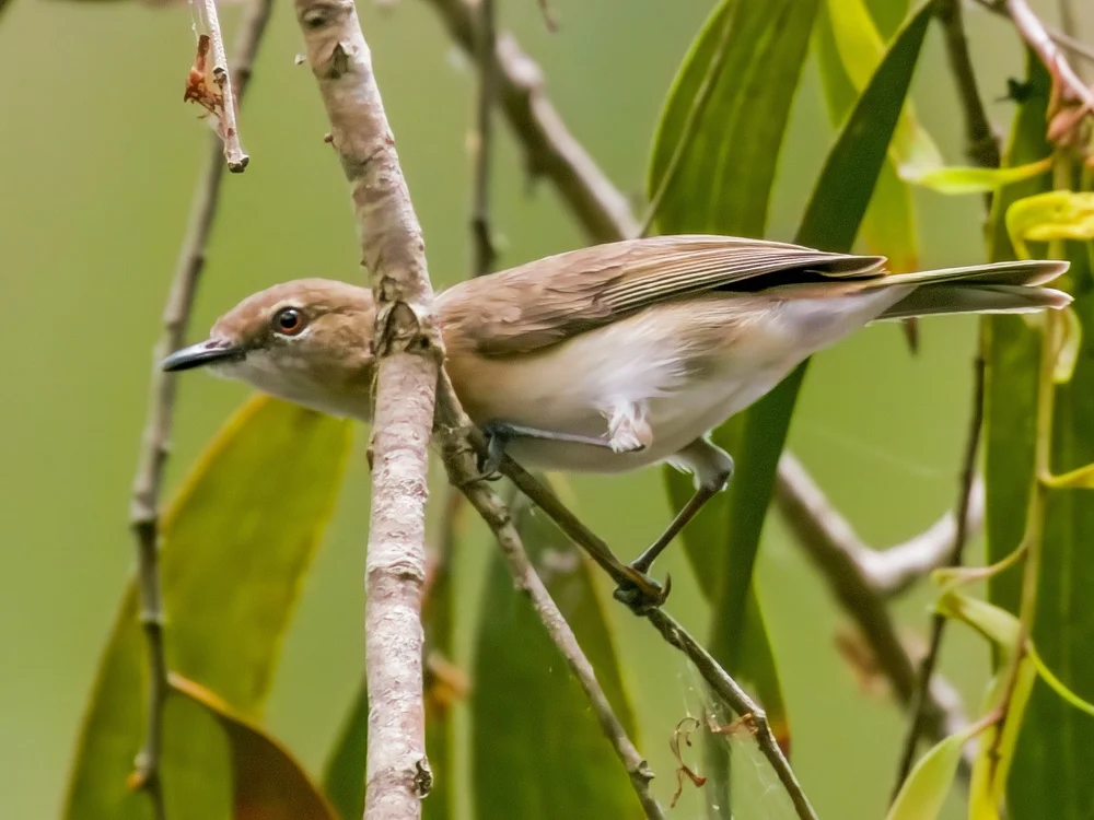 Großschnäbeliger Schnäpper (Gerygone magnirostris)