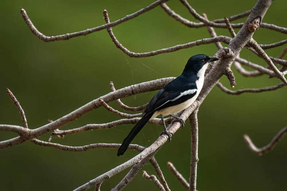 Großwürger (Laniarius major)
