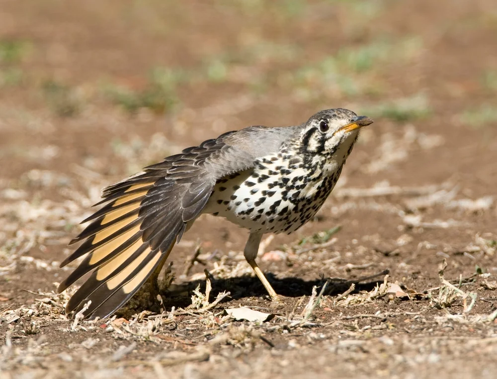 Groundscraper-Drossling (Psophocichla litsitsirupa)