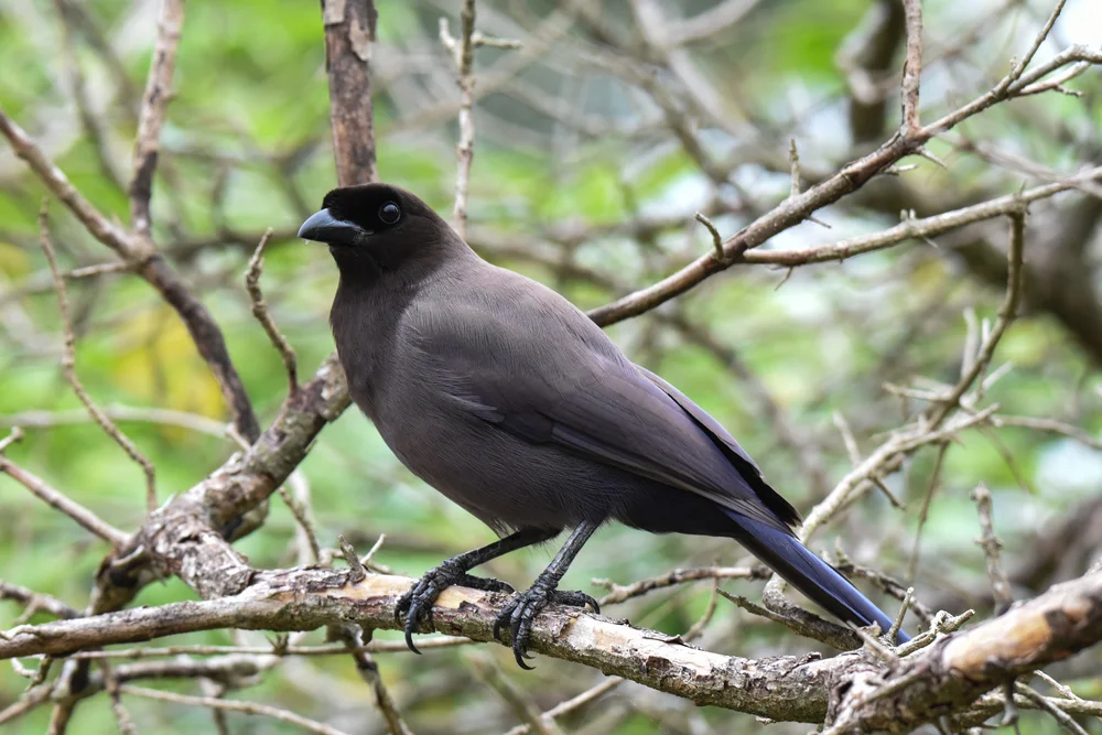 Grün-Gaiskönig (Cyanocorax cyanomelas)