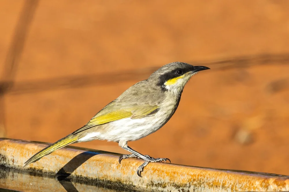 Grün-Honigfresser (Lichenostomus virescens)