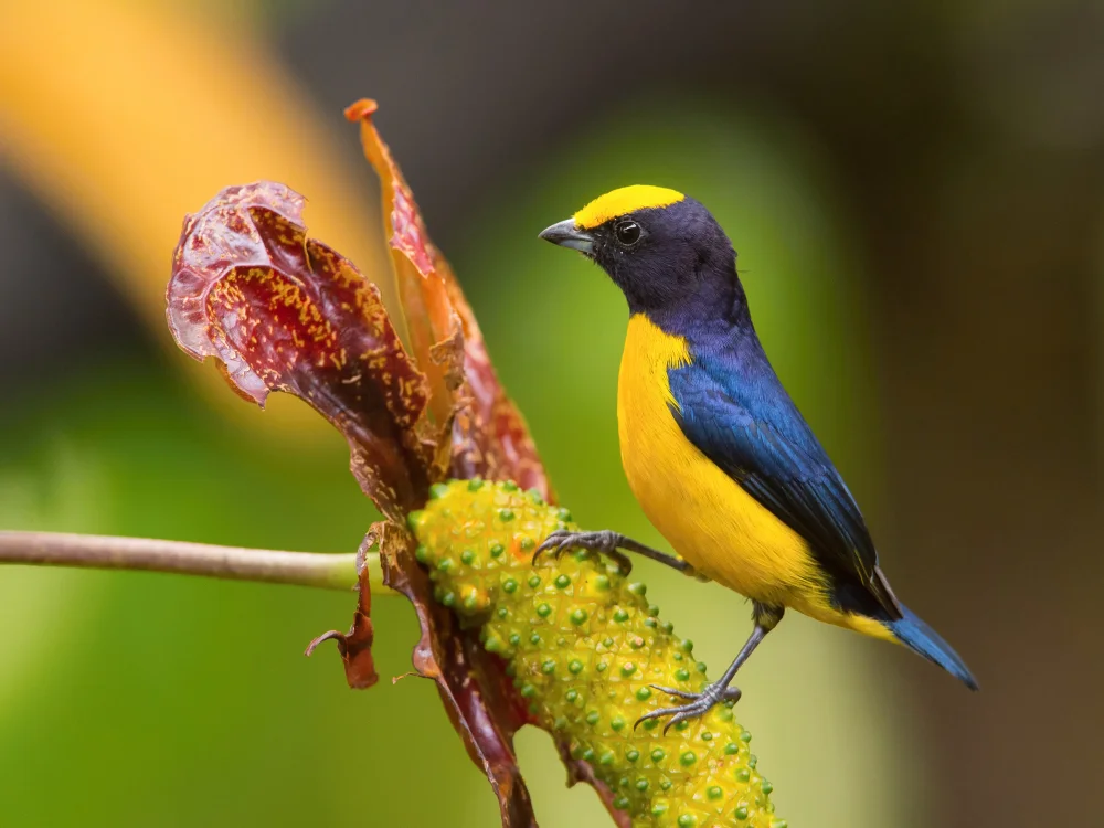 Grün-Organist (Euphonia chlorotica)