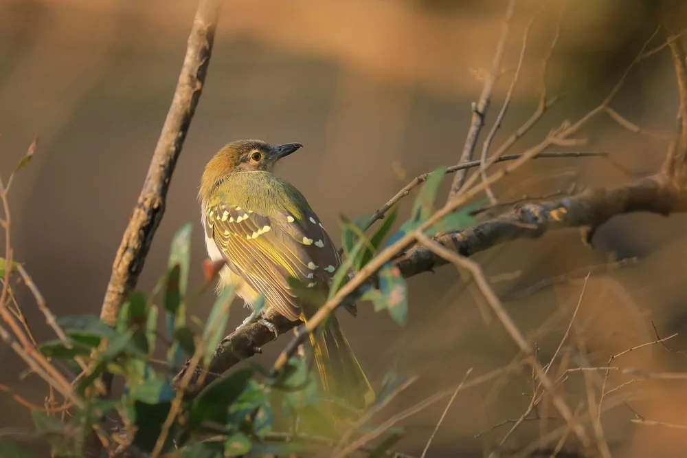Grünbrust-Bartvogel (Nicator chloris)