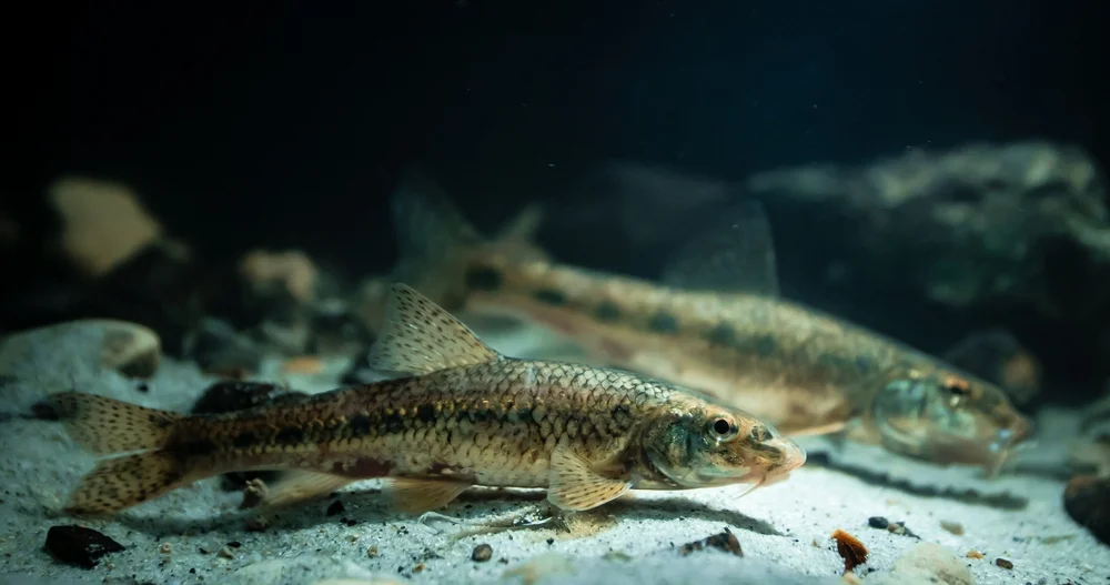 Gründling (Gobio gobio)