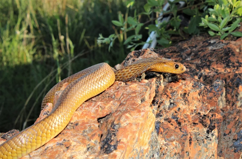 Grüne Mambakobra (Naja nivea)