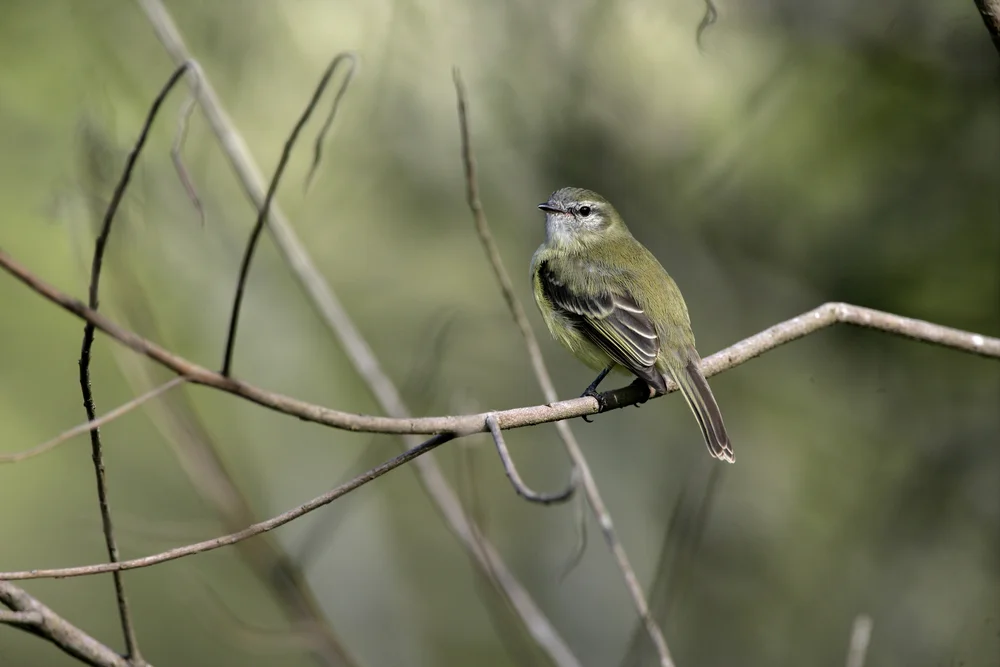 Grüner Blattspäher (Phylloscartes virescens)