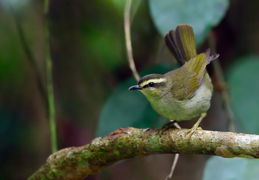 Grüner Breitrachen (Hylia prasina)