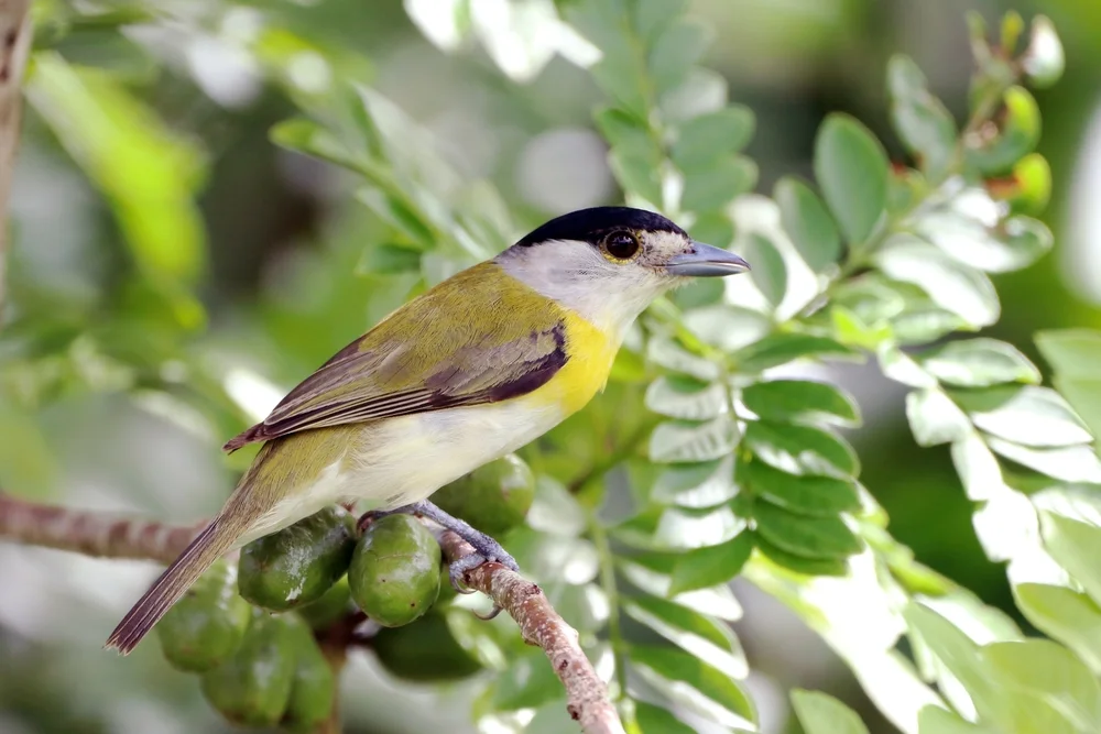 Grüner Breitschnabel (Pachyramphus viridis)