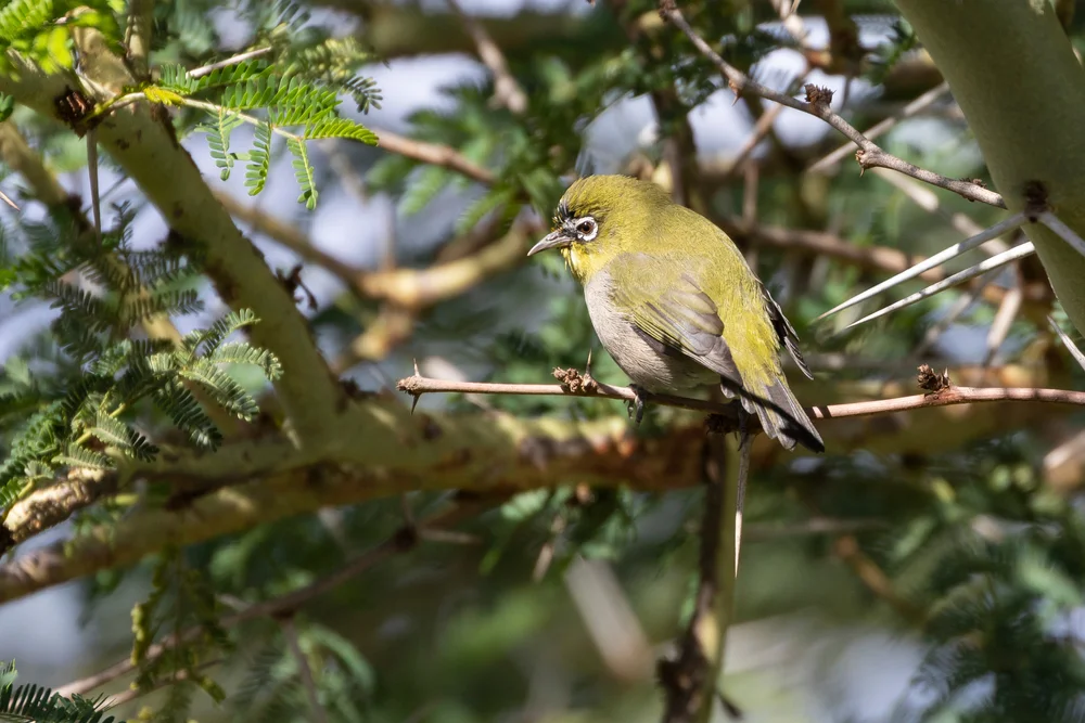 Grüner Brillenvogel (Zosterops virens)